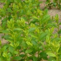 供應(yīng)鈣果苗，菊花苗，牡丹苗，櫻桃