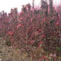供應(yīng)紅寶石海棠，碧桃，北欒，紅葉李