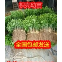 廣西枳殼芽苗