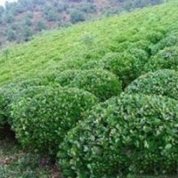 供應優(yōu)質大葉黃楊苗