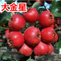 山西運城絳縣大金星山楂果