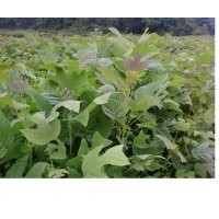 供馬褂木無患子檫木楓香木荷榿木杜英香樟池杉水杉竹柏羅漢松茶苗