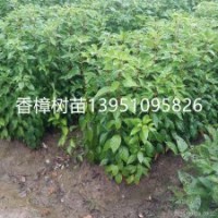 供應(yīng)高度1米香樟苗1年生香樟樹苗江蘇香樟苗基地