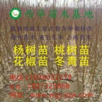 低價(jià)出售花椒苗、桃樹苗、毛桃苗、梨樹苗、海棠苗、速生楊、欒樹