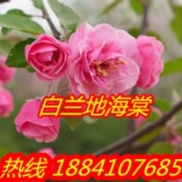 白蘭地海棠苗,紅葉海棠苗,兩刀寒富蘋果苗