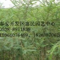 山東泰安0.5-1公分皂角醫(yī)用苗批發(fā)價格