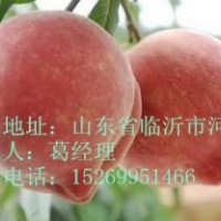 占地桃樹苗，晚熟桃苗，嫁接桃樹苗，桃樹苗價格，新品種桃樹苗