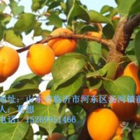 杏樹苗批發(fā)，新品種杏樹苗價格，凱特金太陽杏