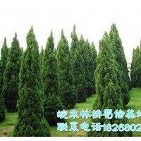 龍柏苗木