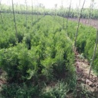 大量供應側(cè)柏營養(yǎng)碗