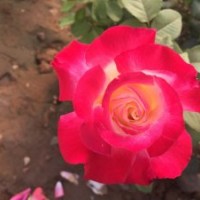 月季花基地