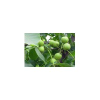 供應(yīng)蘋(píng)果苗 杏樹(shù)苗 桃樹(shù)苗 梨樹(shù)苗 核桃苗