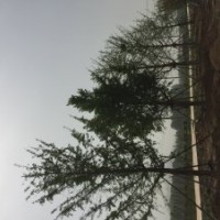 出售假植叢生茶條槭，30公分銀杏，4米精品白皮松