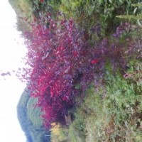 紅葉李子