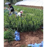 側(cè)柏，冬青，金葉女貞，白玉簪，黃楊