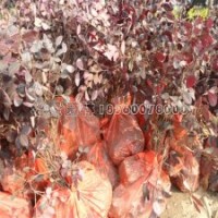 紅花繼木產(chǎn)地批發(fā)、價格0.65毛錢一棵