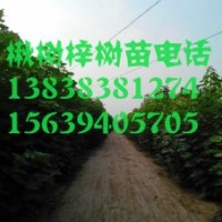 河南楸樹(shù)！楸樹(shù)價(jià)格！太康楸樹(shù)行情
