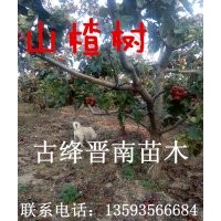 棗樹苗 蘋果苗 山楂苗
