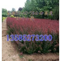 紅葉小檗高度30-40公分，紅葉小檗色帶苗價格-江蘇紅葉小檗產地價