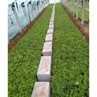 基地直供，質(zhì)優(yōu)量大，1-6年各種高度各種年限分枝的中天四季玫瑰