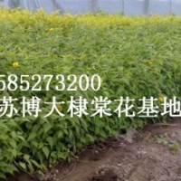 棣棠小苗價格，基地棣棠價格報價，江蘇棣棠價格報價