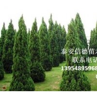 供大量蜀檜