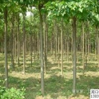 供應(yīng)楸樹10-20公分價格低，樹形好