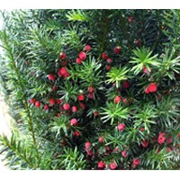 紅豆杉品質(zhì)保證價格優(yōu)惠
