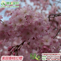 美國垂枝紅櫻 垂枝紅櫻小苗基地 贛彩櫻花出售 2015暢銷櫻花