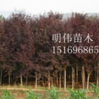 花卉之鄉(xiāng)————青州 矮牽牛（紅色，粉色，紫色，白色）、鼠尾