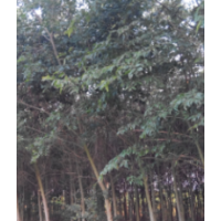 樸樹（破果子樹）5000棵出售