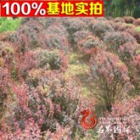 紫葉小檗球 紅葉小檗球 紅葉小波