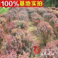 紫葉小檗球 紅葉小檗球 紅葉小波