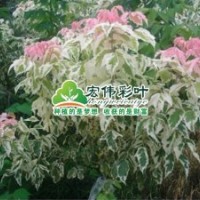 粉葉復葉槭