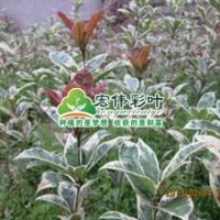 銀邊彩葉桂