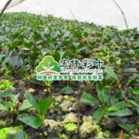八月金桂