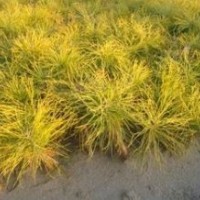 營養(yǎng)袋樟子松
