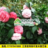 十八學(xué)士茶花 茶花小苗綠化苗木供應(yīng)