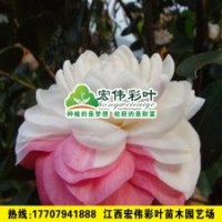 香太陽茶花 茶花小苗 茶花樹 彩葉綠化苗木供應(yīng)