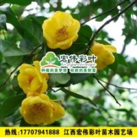 四季金花茶 茶花小苗綠化苗木供應(yīng)