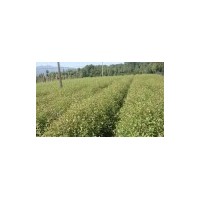 批發(fā)杜英、供應一年杜英小苗、兩年杜英培育基地|優(yōu)質(zhì)綠化小苗