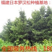 4公分羅漢松 供應(yīng)4公分羅漢松 4公分羅漢松供應(yīng) 4公分羅漢松價(jià)格