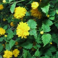 棣棠、迎春、紅葉小檗、金葉女貞