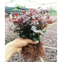 大量供應紅繼木，毛杜鵑，鴛鴦茉莉床苗