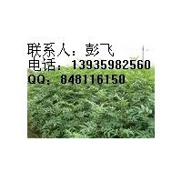 供應(yīng)大紅袍花椒苗 大紅袍花椒苗最新價格