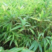 2015年11月19日-云南昆明毛竹苗-楠竹苗最新價1元棵(圖)