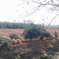 四米雪松