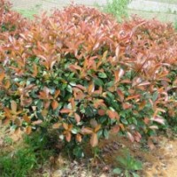 紅葉石楠