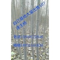 107速生楊