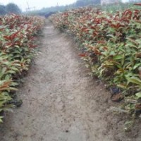 供應(yīng)紅繼木、毛杜鵑、紅背桂等綠化苗